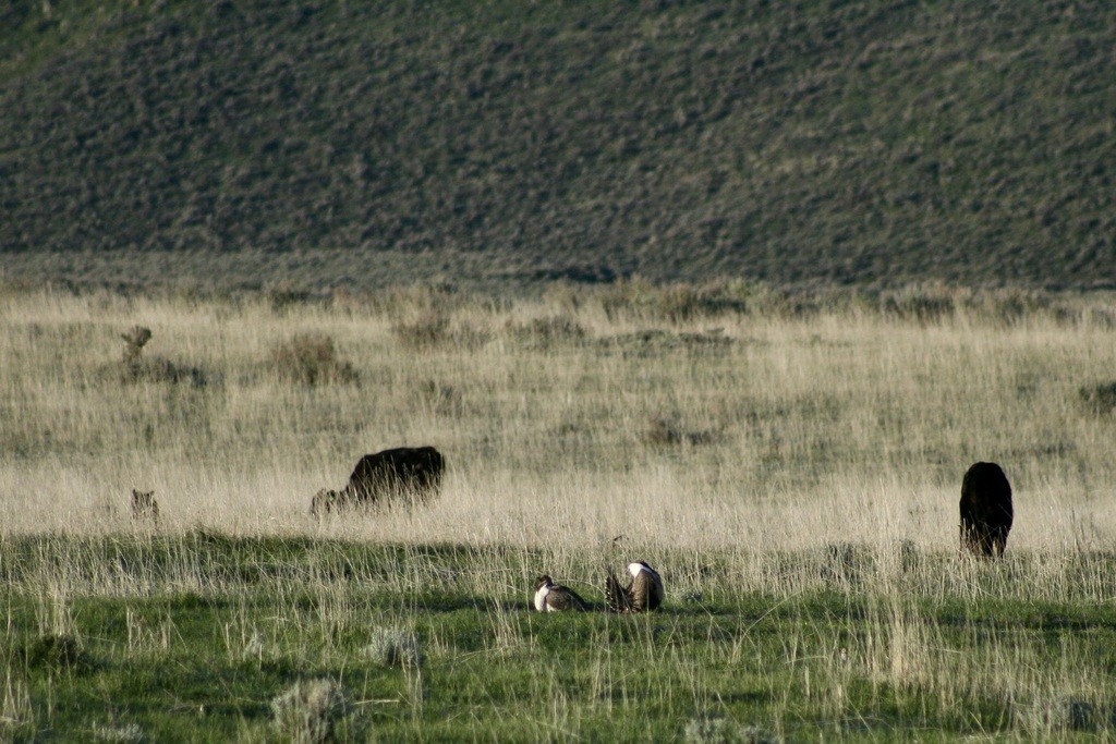 Greater Sage-Grouse - ML621189268