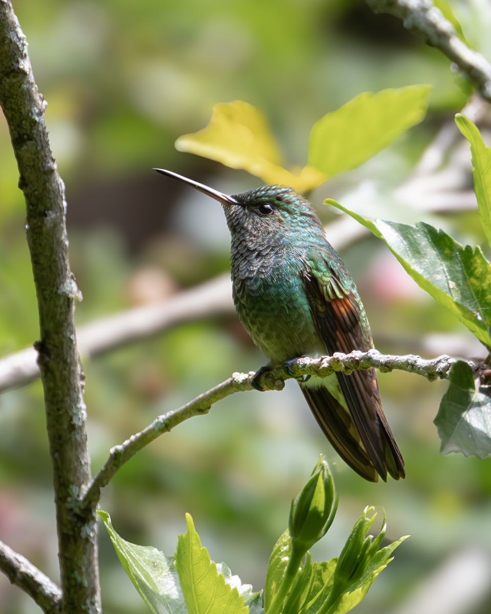 kolibřík mexický - ML621189279