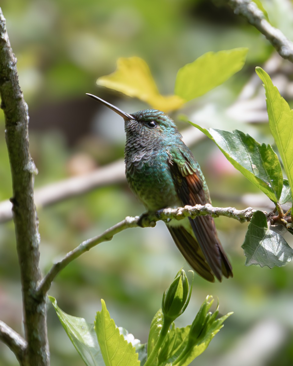 kolibřík mexický - ML621189280
