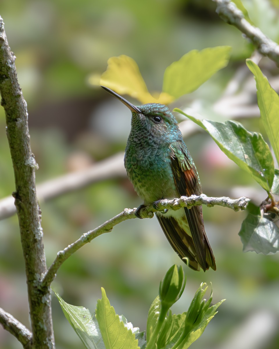 kolibřík mexický - ML621189281