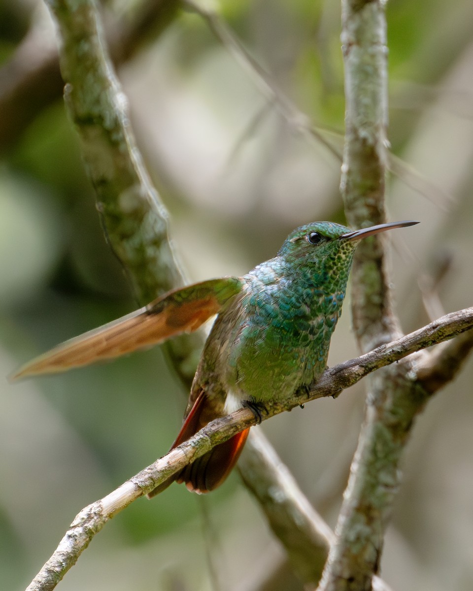 kolibřík mexický - ML621189282