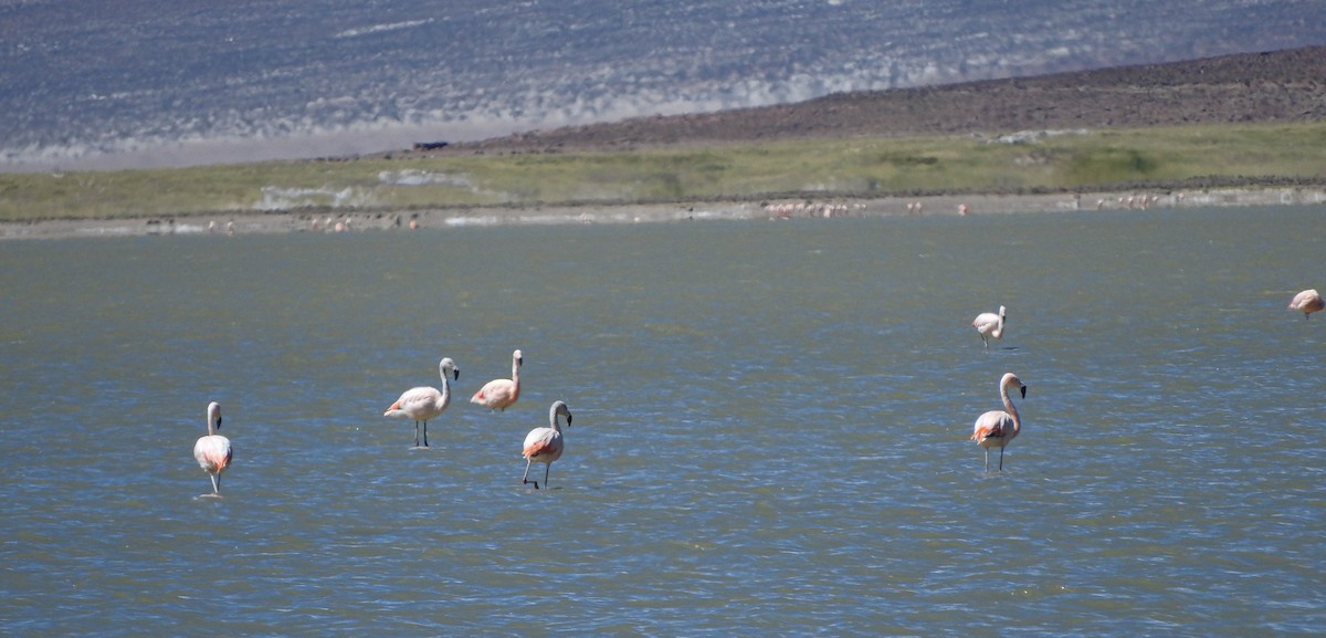 Chilean Flamingo - ML621189284