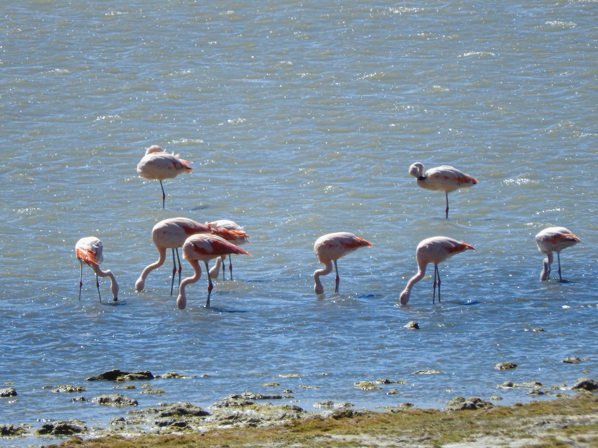 Chilean Flamingo - ML621189286