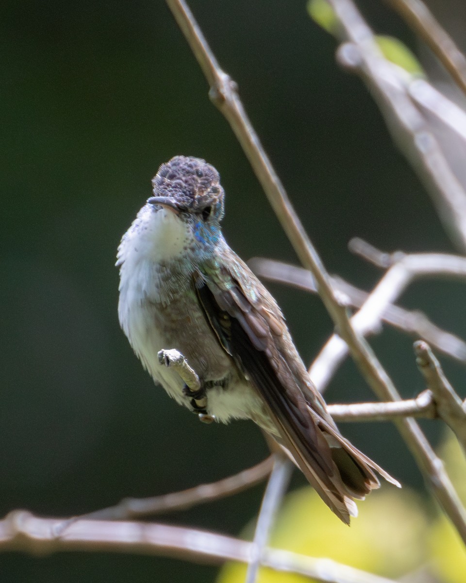 Azure-crowned Hummingbird (Azure-crowned) - ML621189287
