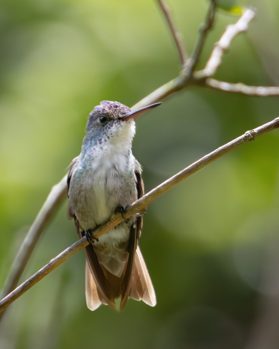 Azure-crowned Hummingbird (Azure-crowned) - ML621189288