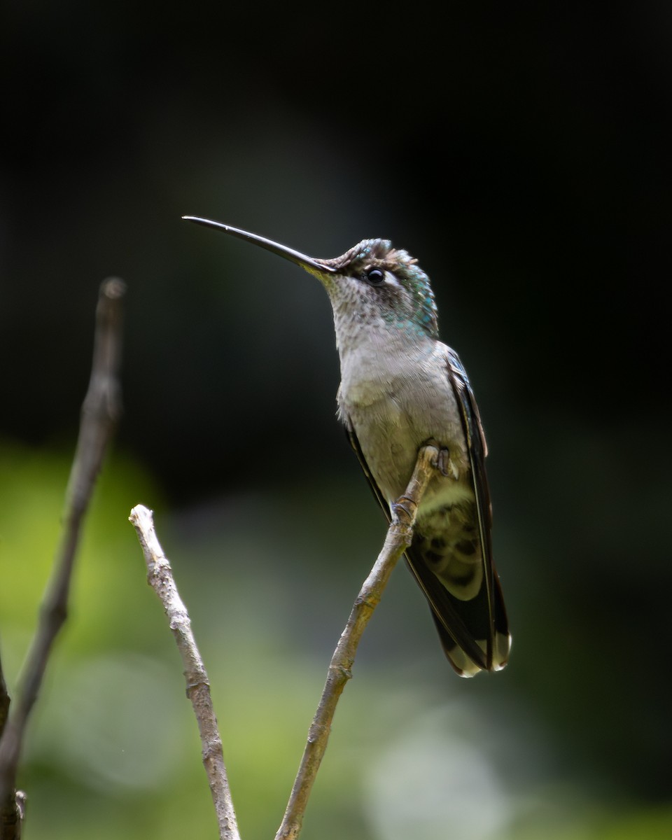 Azure-crowned Hummingbird (Azure-crowned) - ML621189289