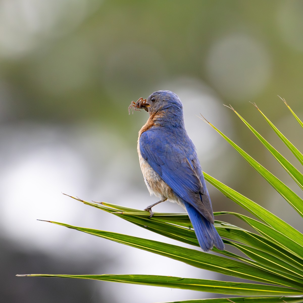Eastern Bluebird (Mexican) - ML621189296