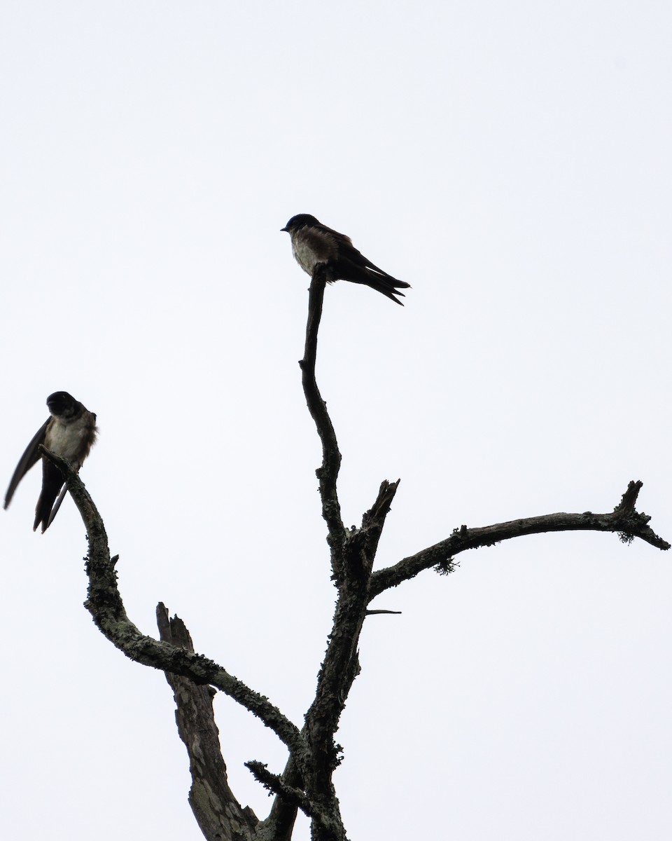 Black-capped Swallow - ML621189301
