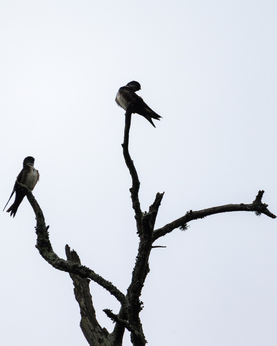 Black-capped Swallow - ML621189302