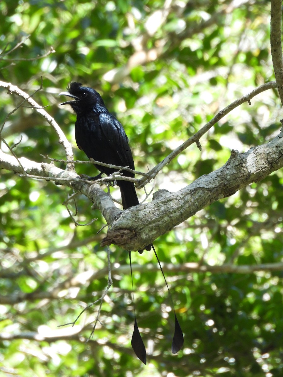 Greater Racket-tailed Drongo - ML621189316