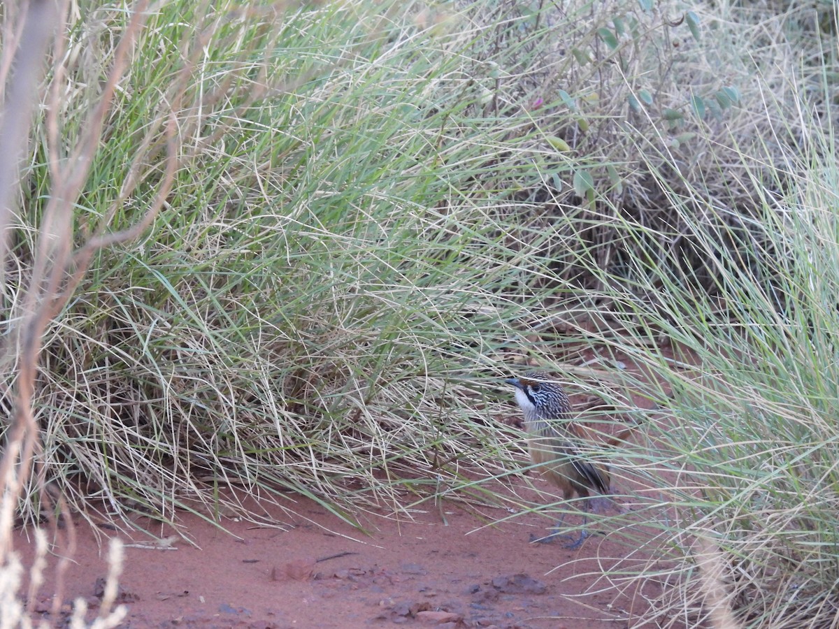 Rufous Grasswren (Pilbara) - ML621189320