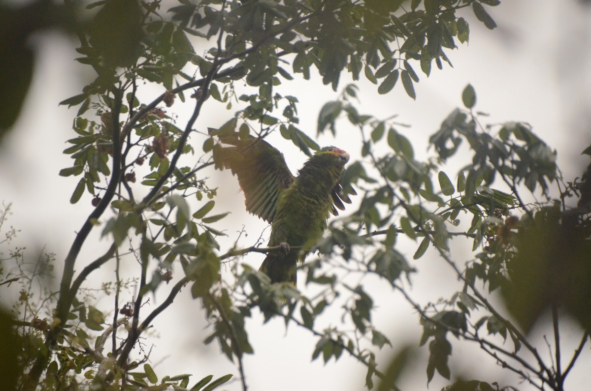 White-fronted Parrot - ML621189323