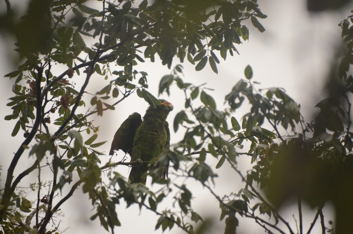 White-fronted Parrot - ML621189324