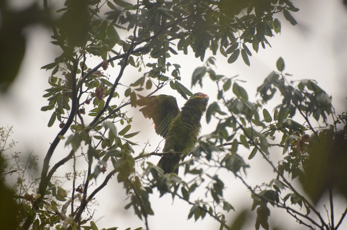 White-fronted Parrot - ML621189325