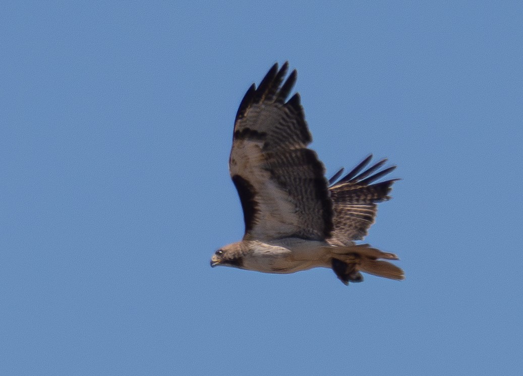 Red-tailed Hawk - ML621189343