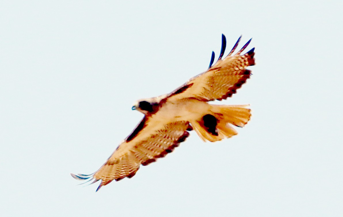Red-tailed Hawk - ML621189344