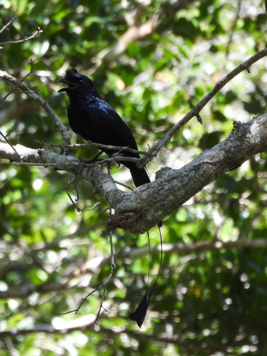 Greater Racket-tailed Drongo - ML621189349