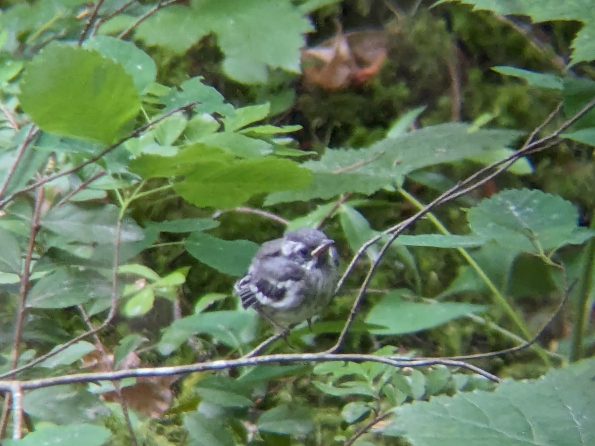Black-throated Gray Warbler - ML621189351
