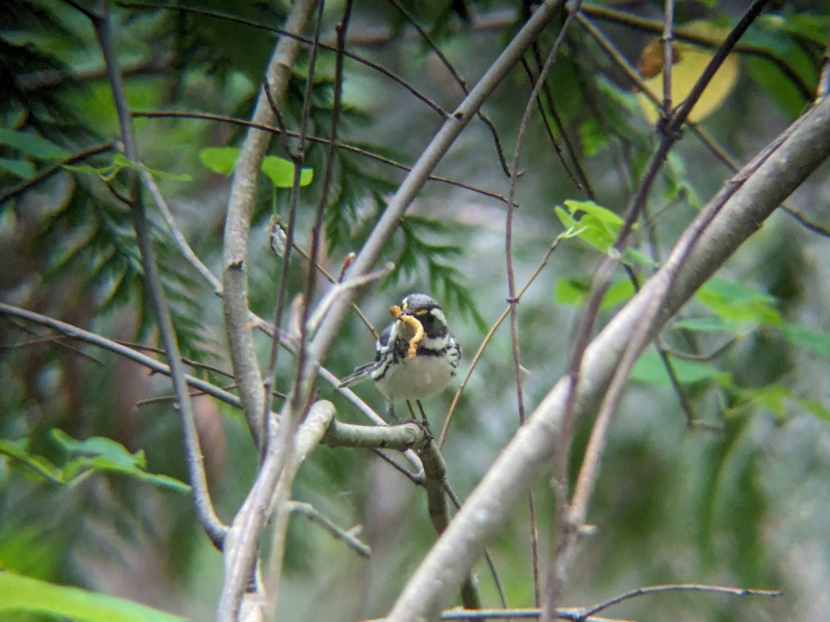 Black-throated Gray Warbler - ML621189353
