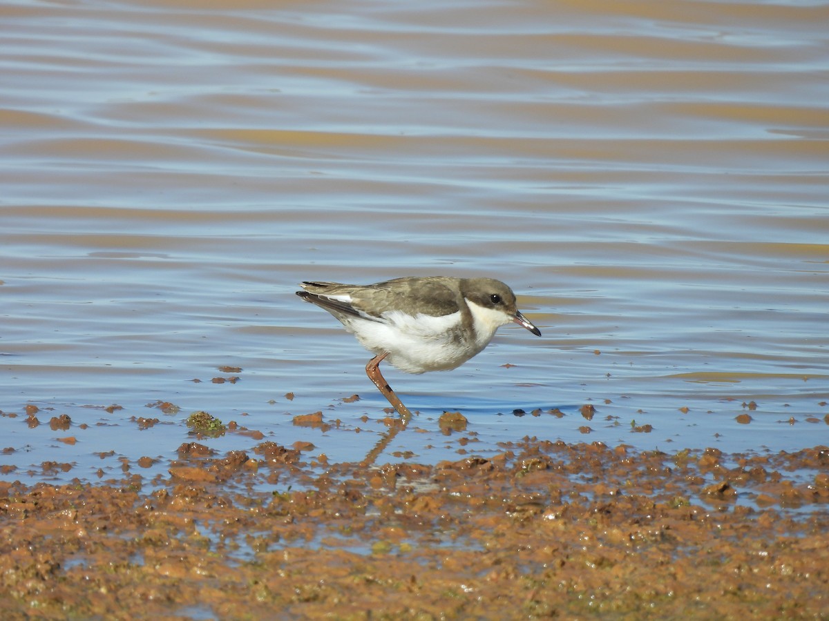 Red-kneed Dotterel - ML621189364