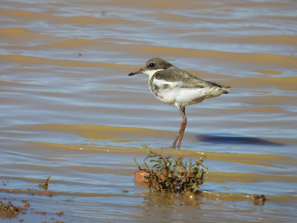 Red-kneed Dotterel - ML621189365