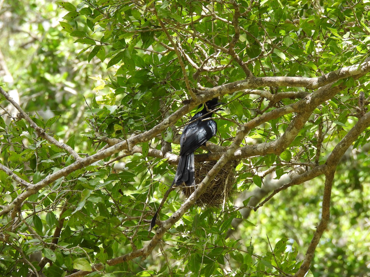 Greater Racket-tailed Drongo - ML621189381