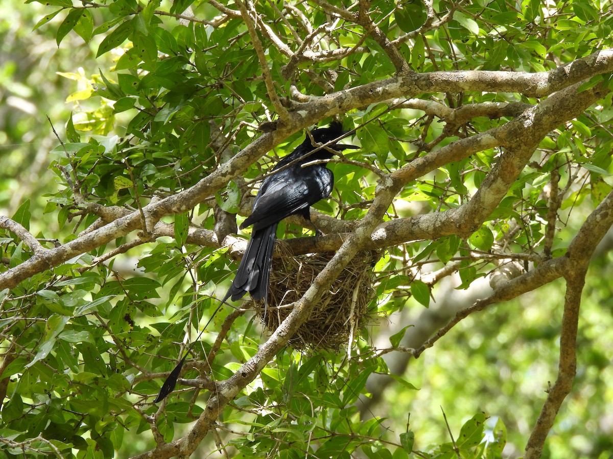 Greater Racket-tailed Drongo - ML621189382