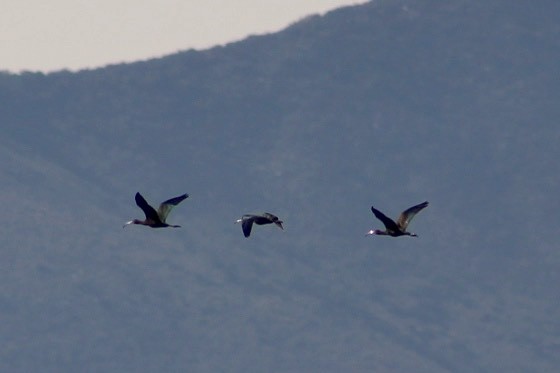 ibis americký - ML621189389