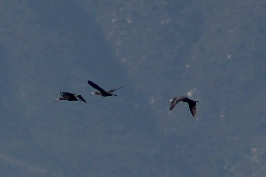 ibis americký - ML621189390