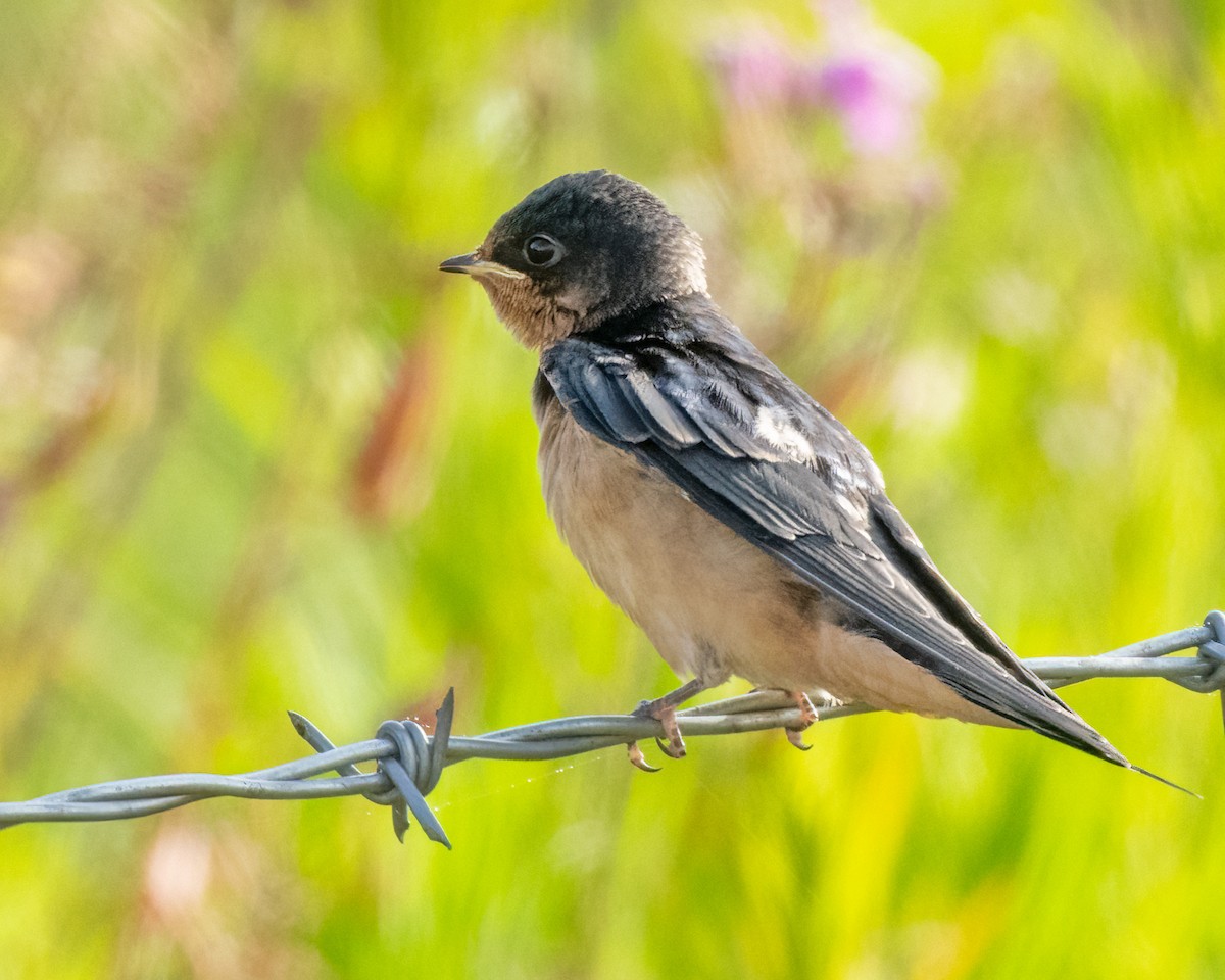 Barn Swallow - ML621189392