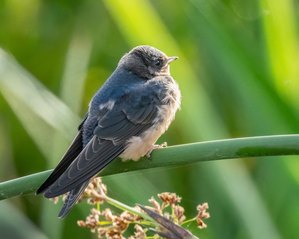 Barn Swallow - ML621189393