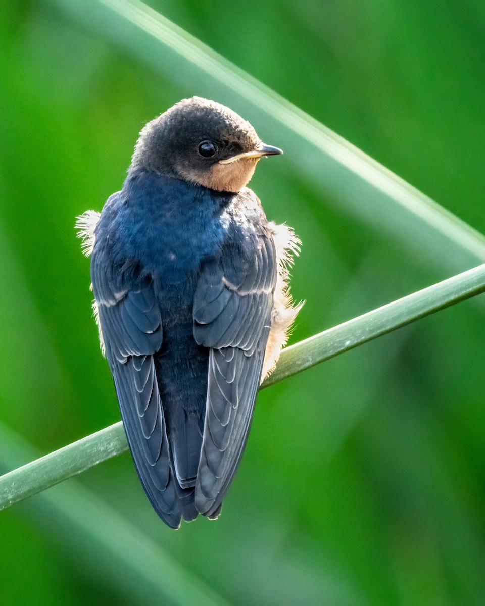 Golondrina Común - ML621189394