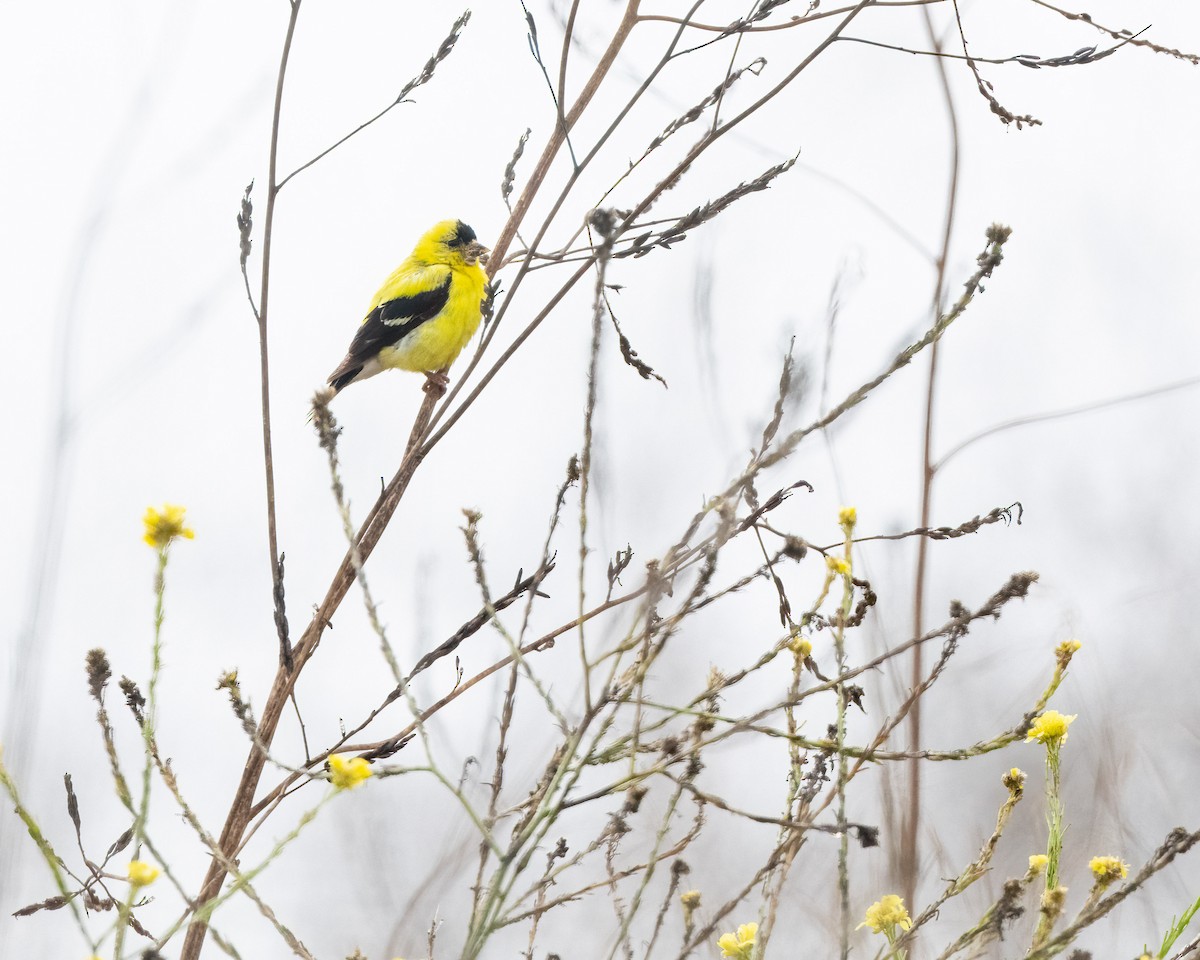 American Goldfinch - ML621189398