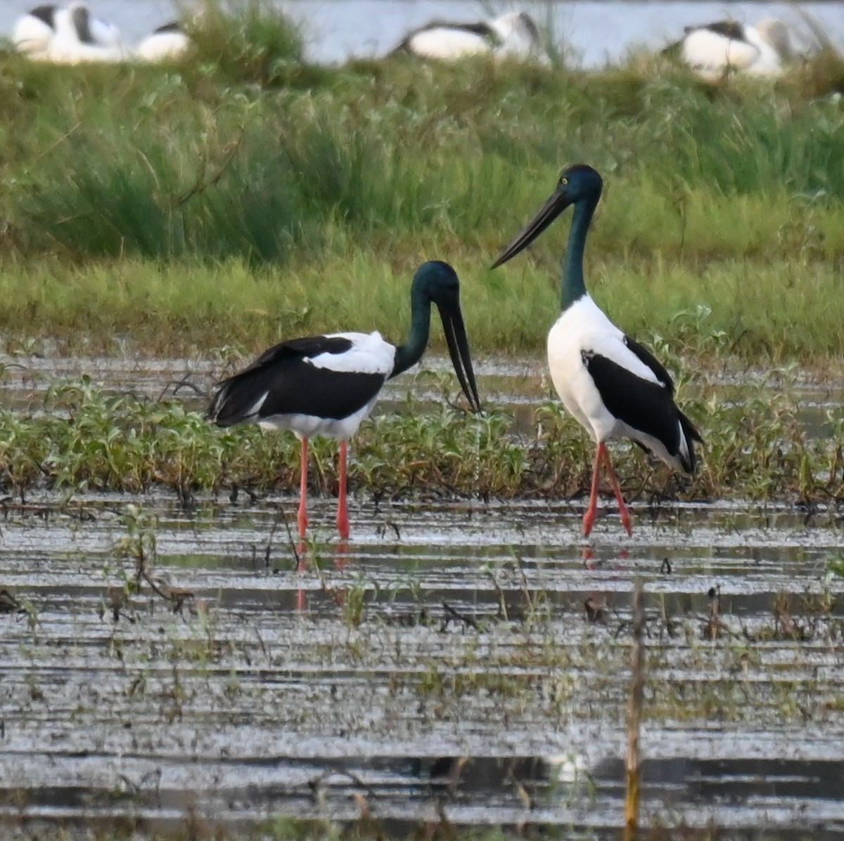 Black-necked Stork - ML621189405