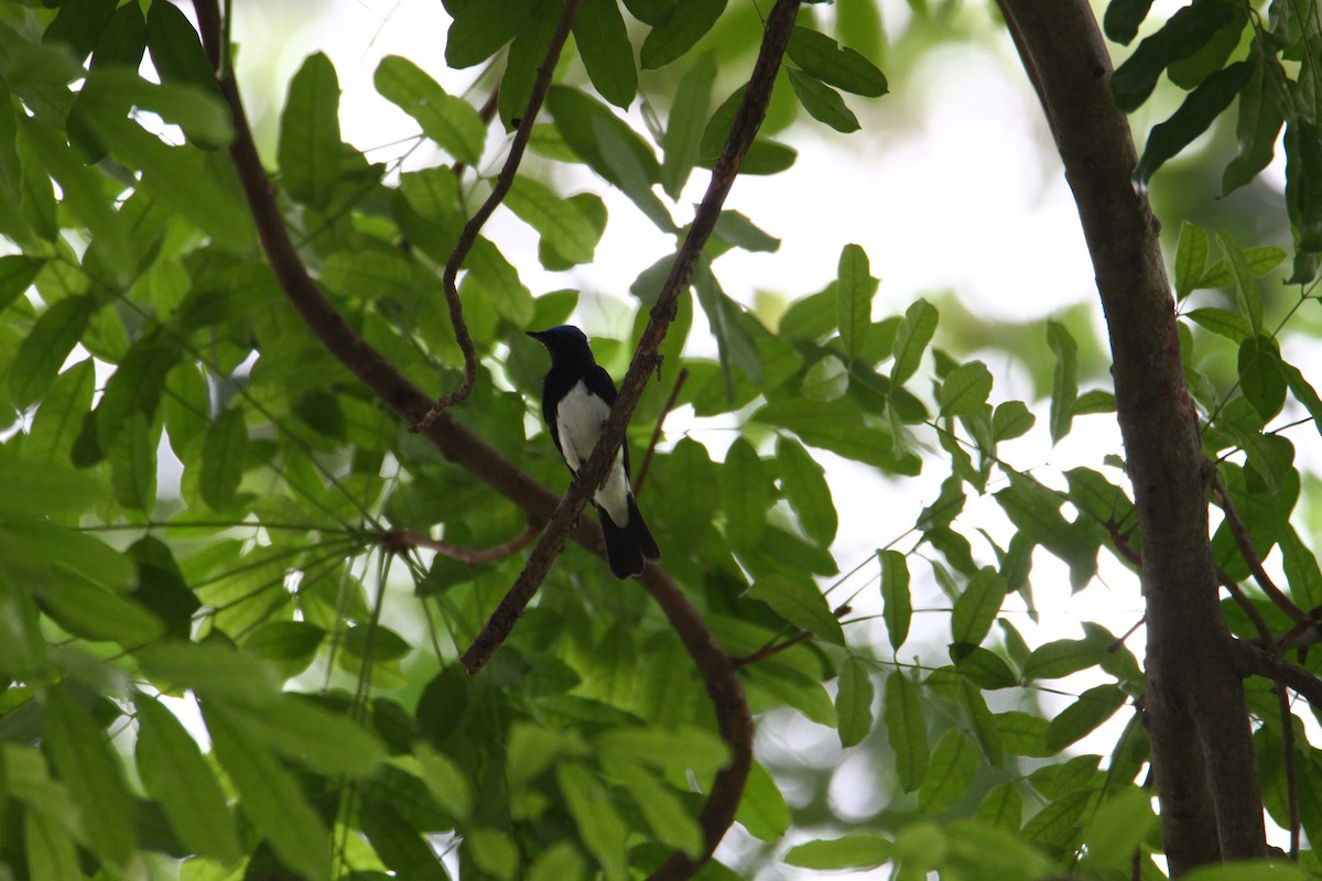 Blue-and-white Flycatcher - ML621189416
