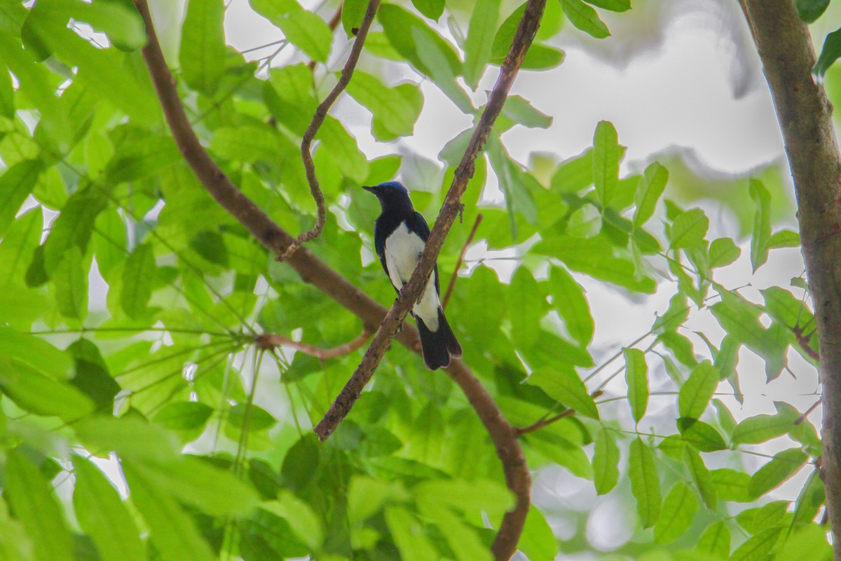 Blue-and-white Flycatcher - ML621189418