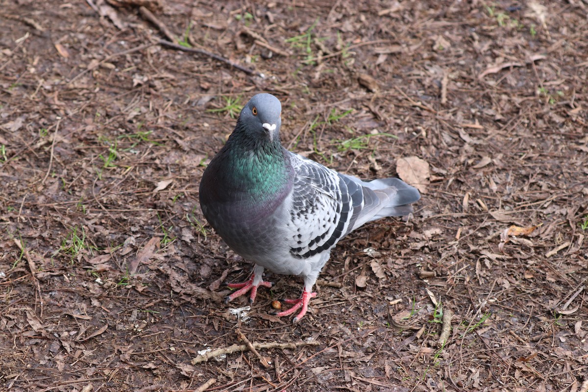 Rock Pigeon (Feral Pigeon) - ML621189449