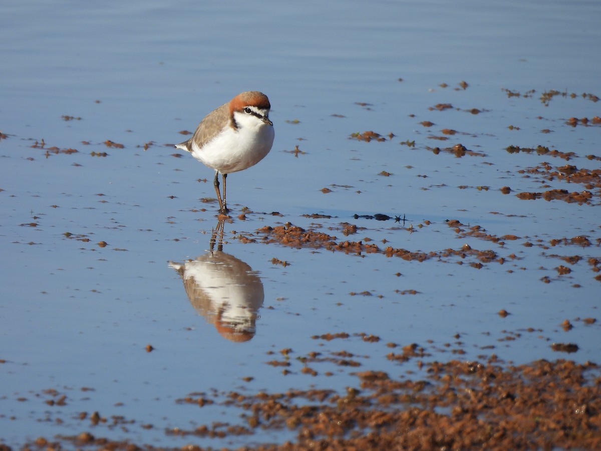 Red-capped Plover - ML621189467