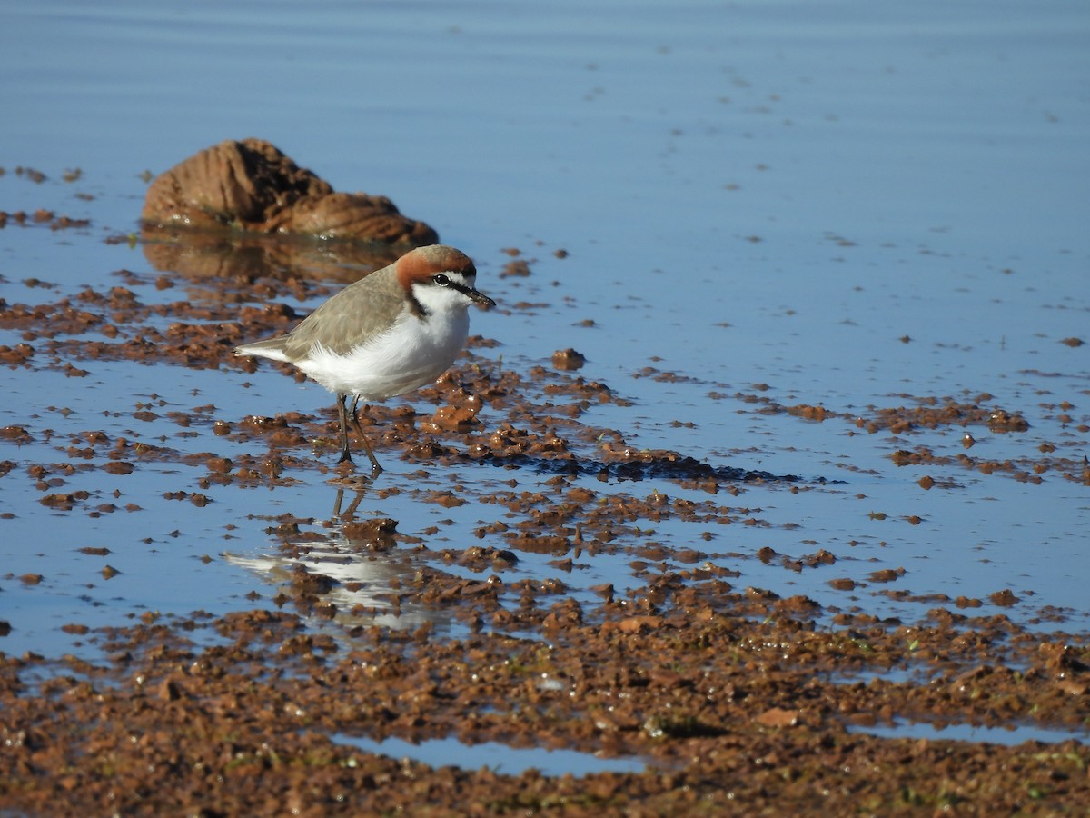 Red-capped Plover - ML621189468
