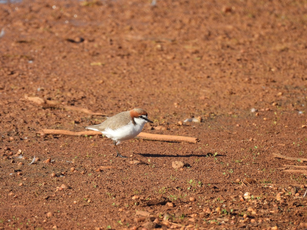 Red-capped Plover - ML621189469