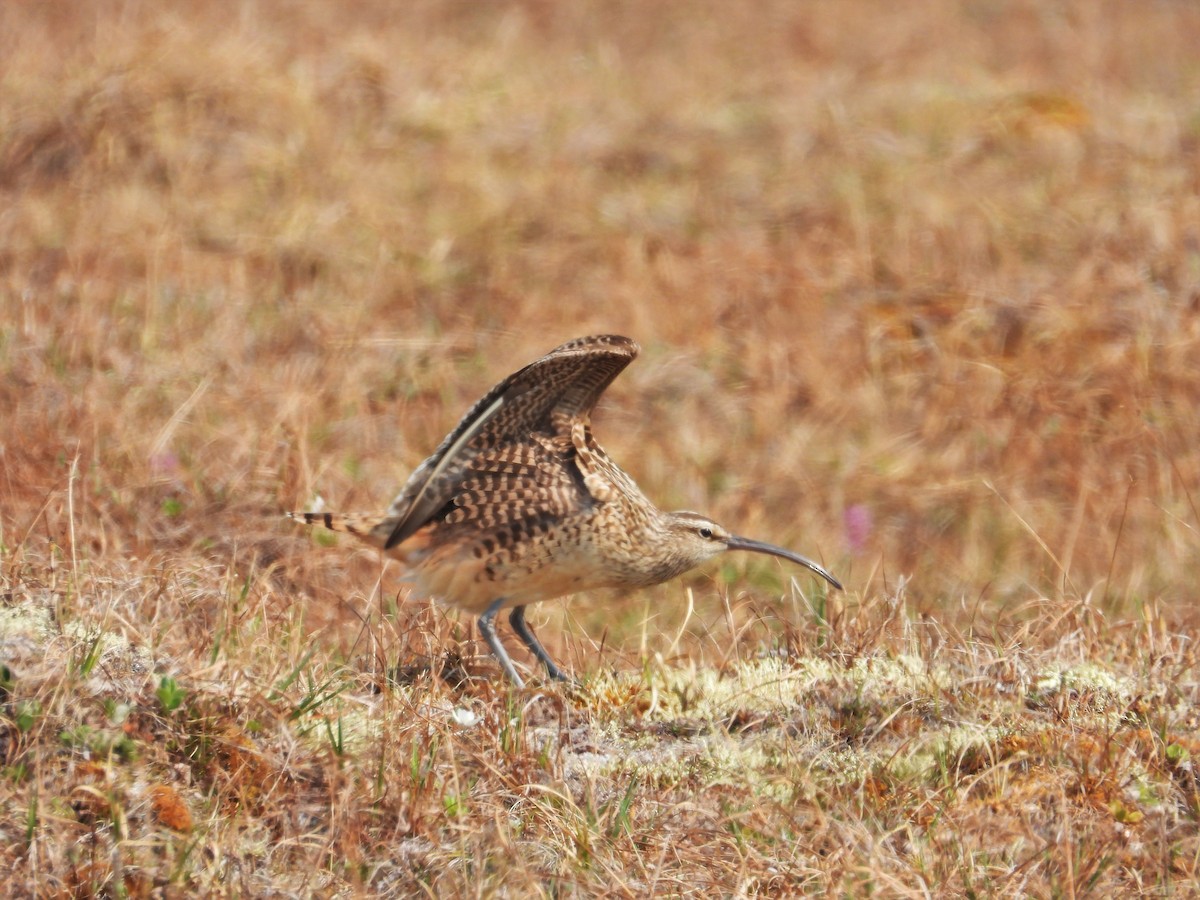 Bristle-thighed Curlew - ML621189473