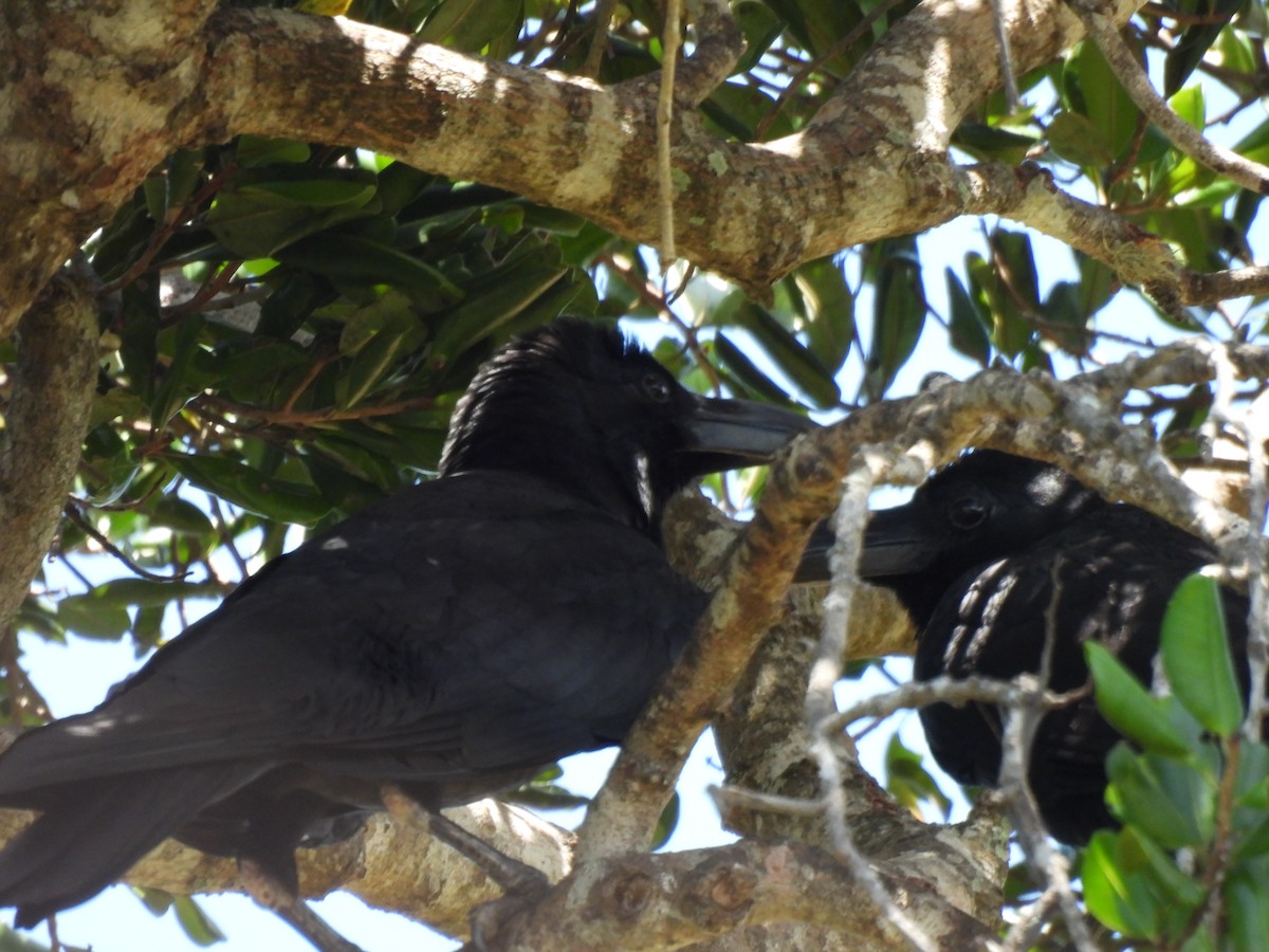 Large-billed Crow - ML621189484