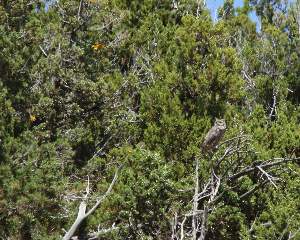 Great Horned Owl - ML621189489