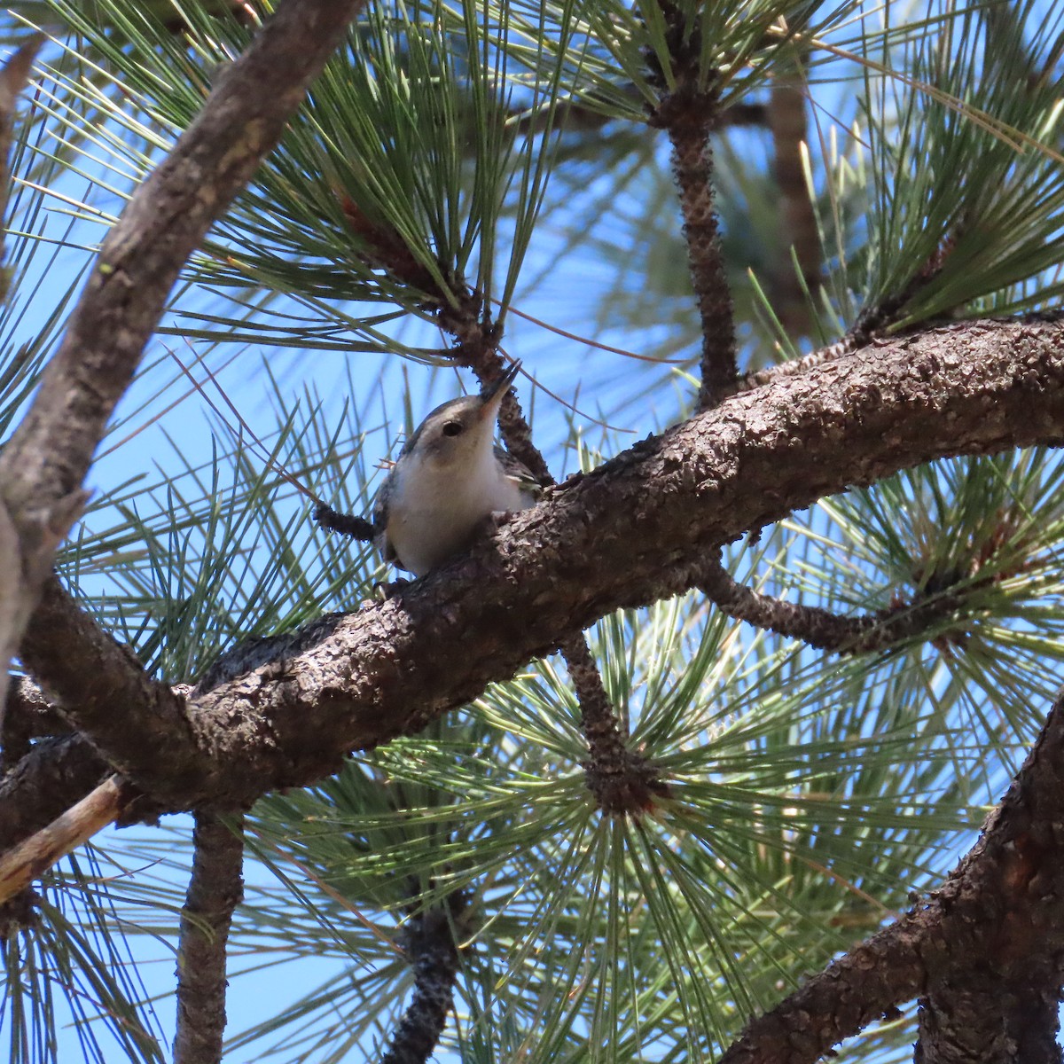 White-breasted Nuthatch - ML621189491