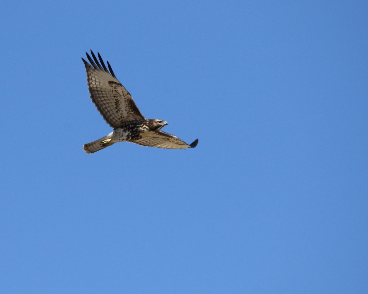 Red-tailed Hawk - ML621189497