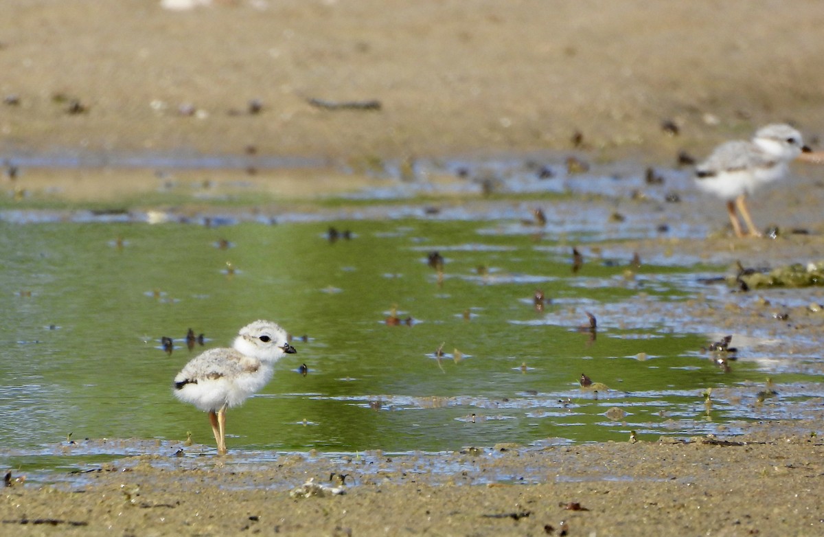 Piping Plover - ML621189512
