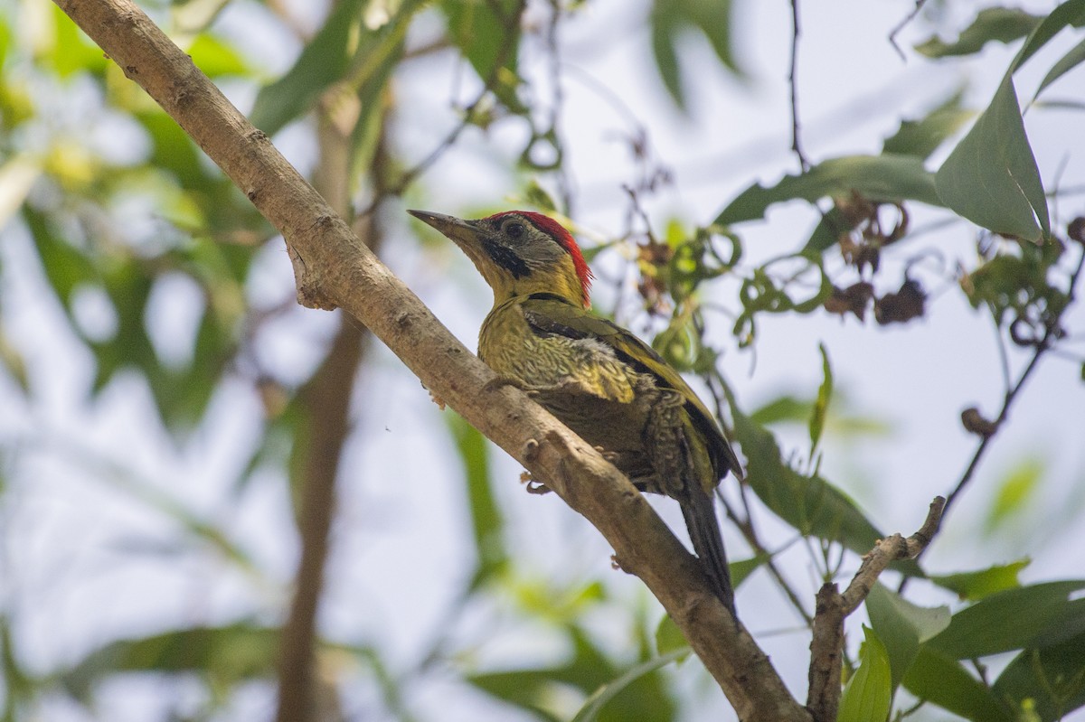 Laced Woodpecker - ML621189518