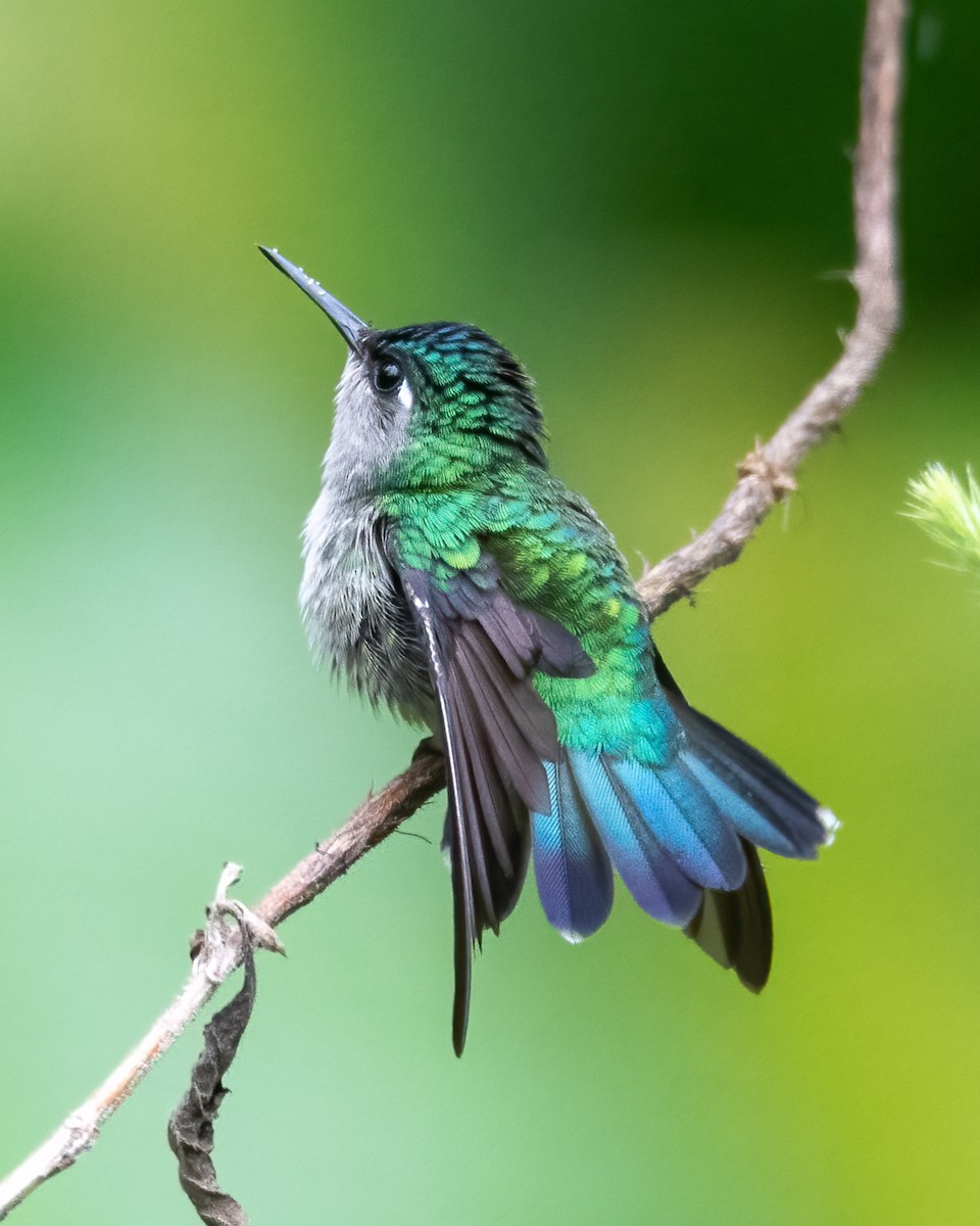 kolibřík fialovohlavý - ML621189530