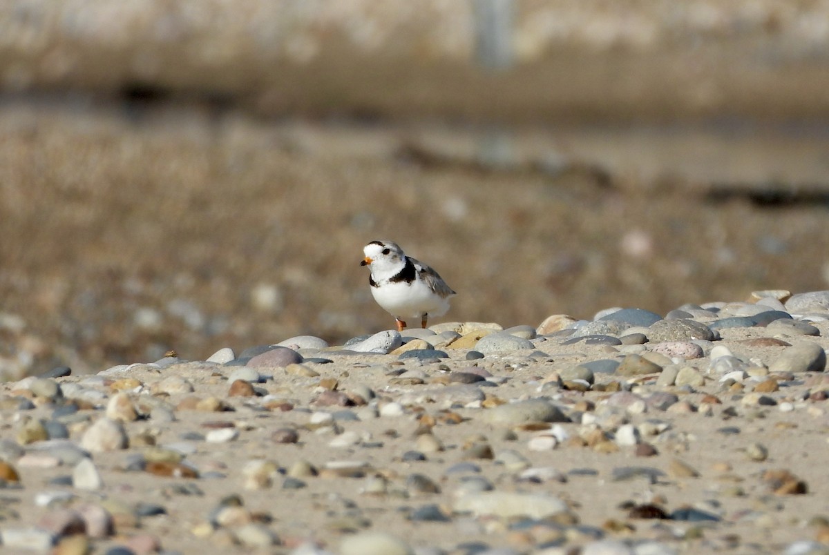 Piping Plover - ML621189535