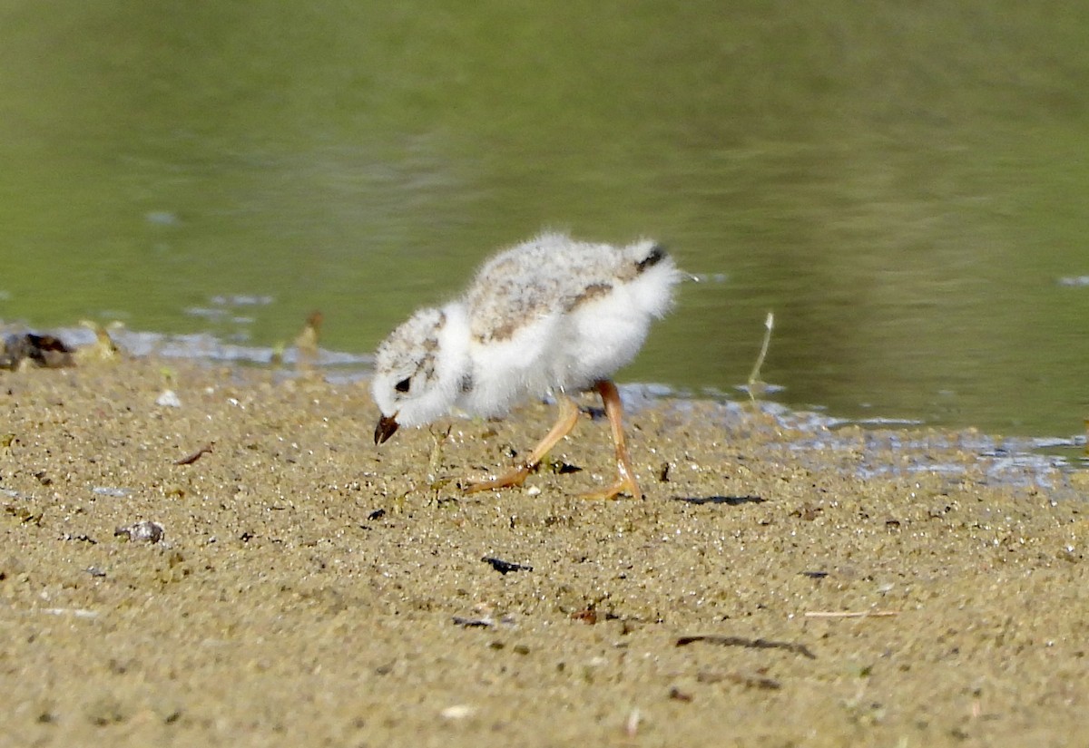 Piping Plover - ML621189545